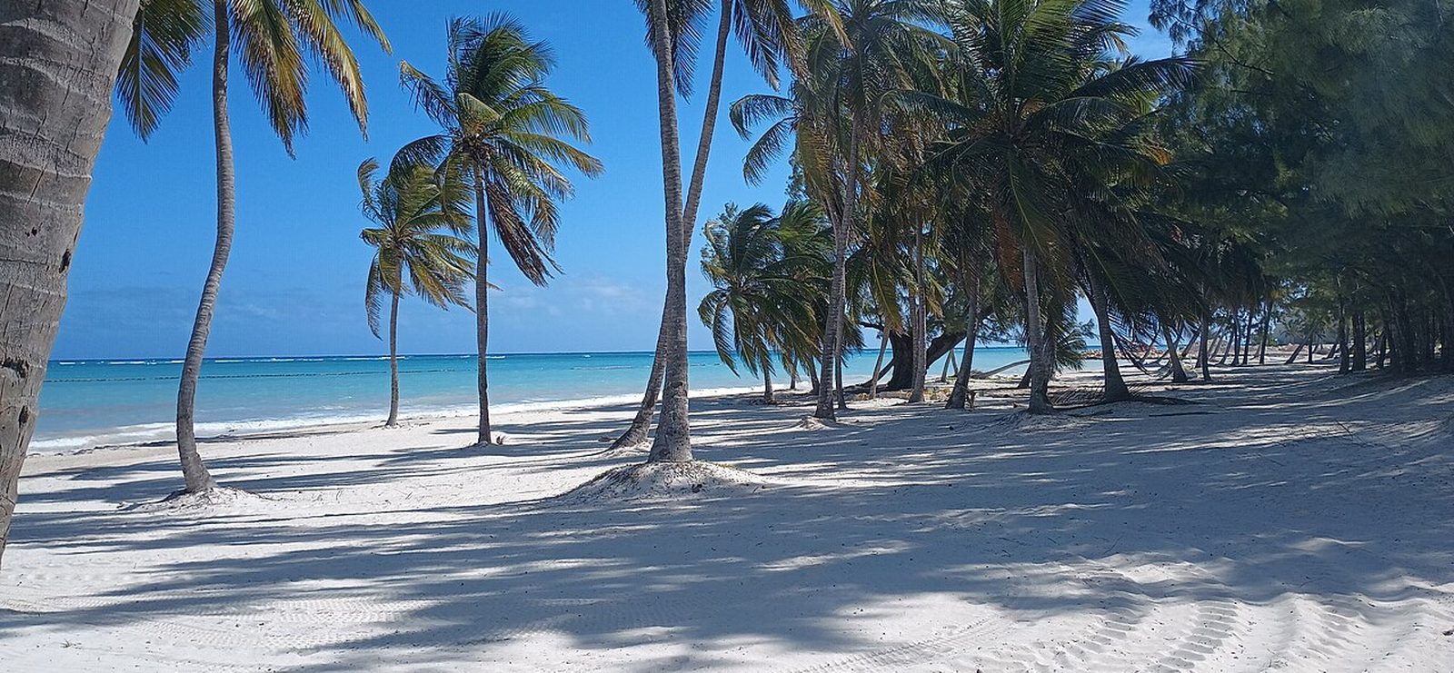 Playa de arena blanca con palmeras en Punta Cana